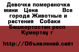 Девочка помераночка мини › Цена ­ 50 000 - Все города Животные и растения » Собаки   . Башкортостан респ.,Кумертау г.